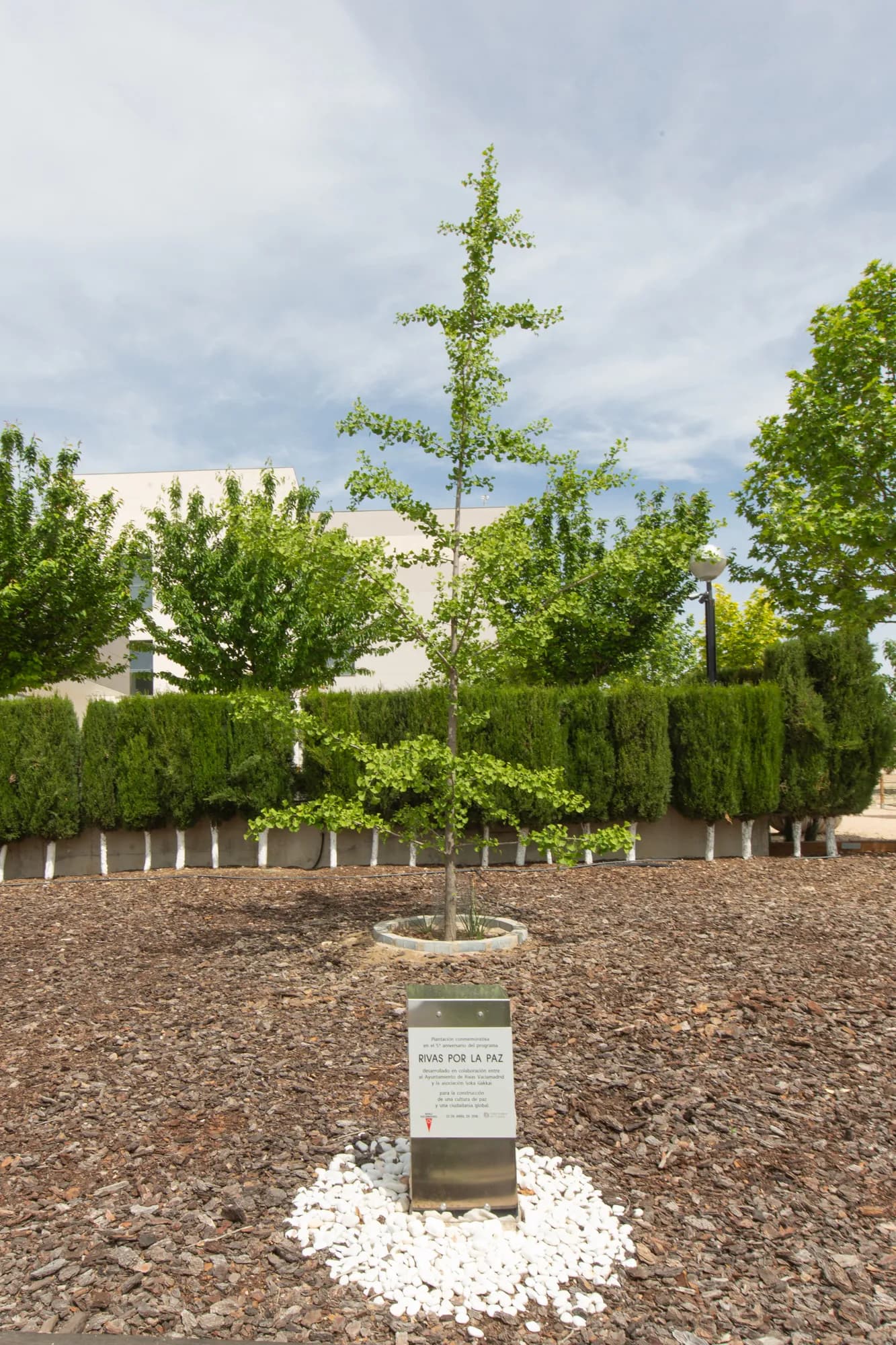 Ginkgo biloba - Imagen 1