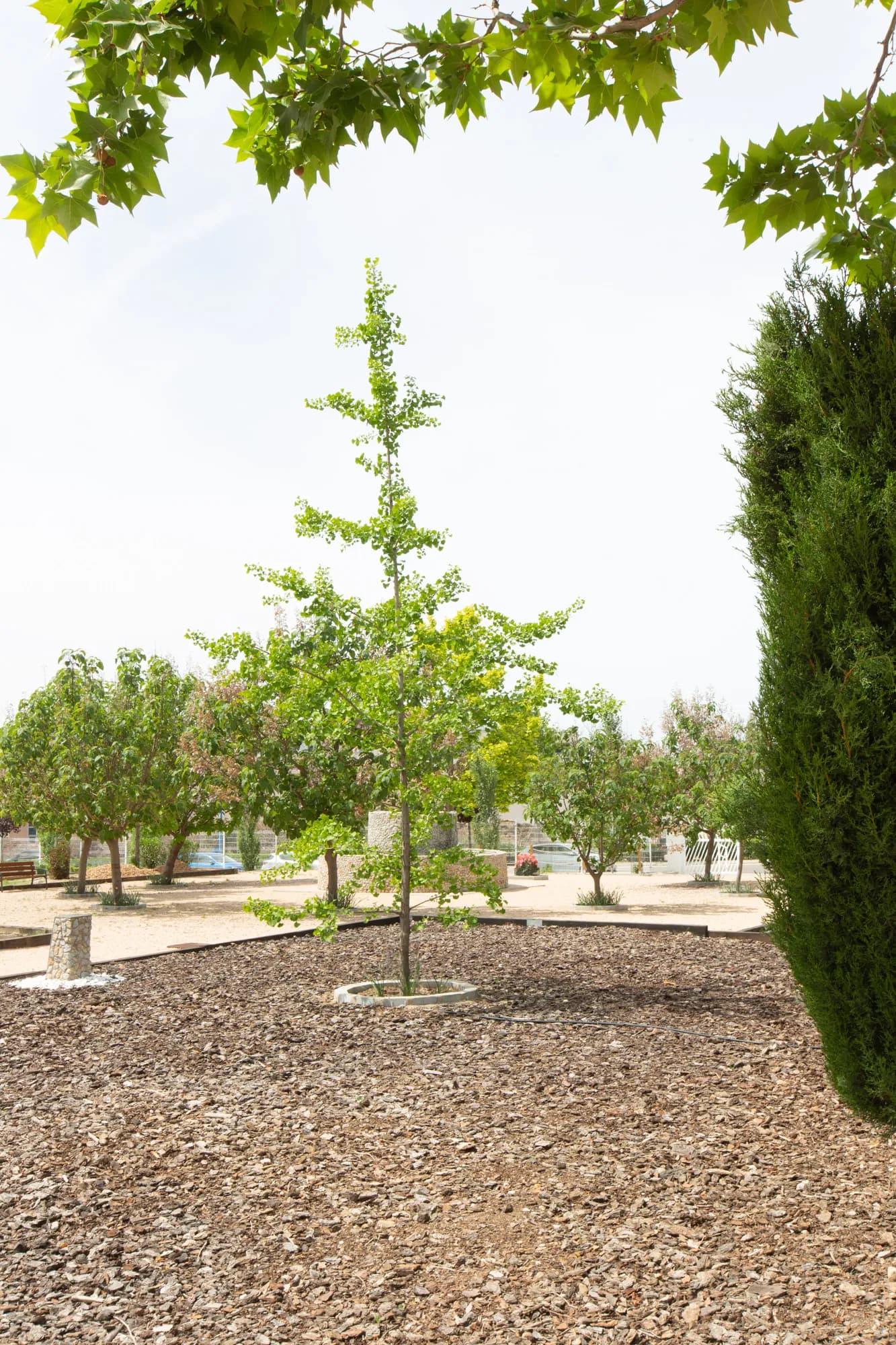 Ginkgo biloba - Imagen 3