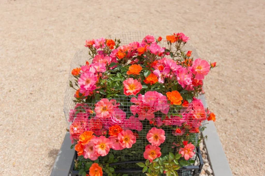 Rosa Setsuko Thurlow - Imagen 1